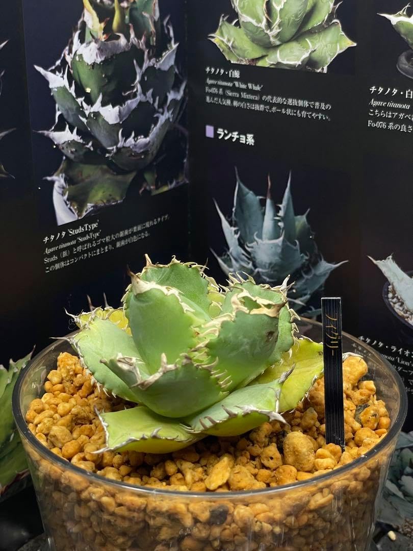 アガベ チタノタ フィリグリー美株 agave titanota filigree ⁄アガベ